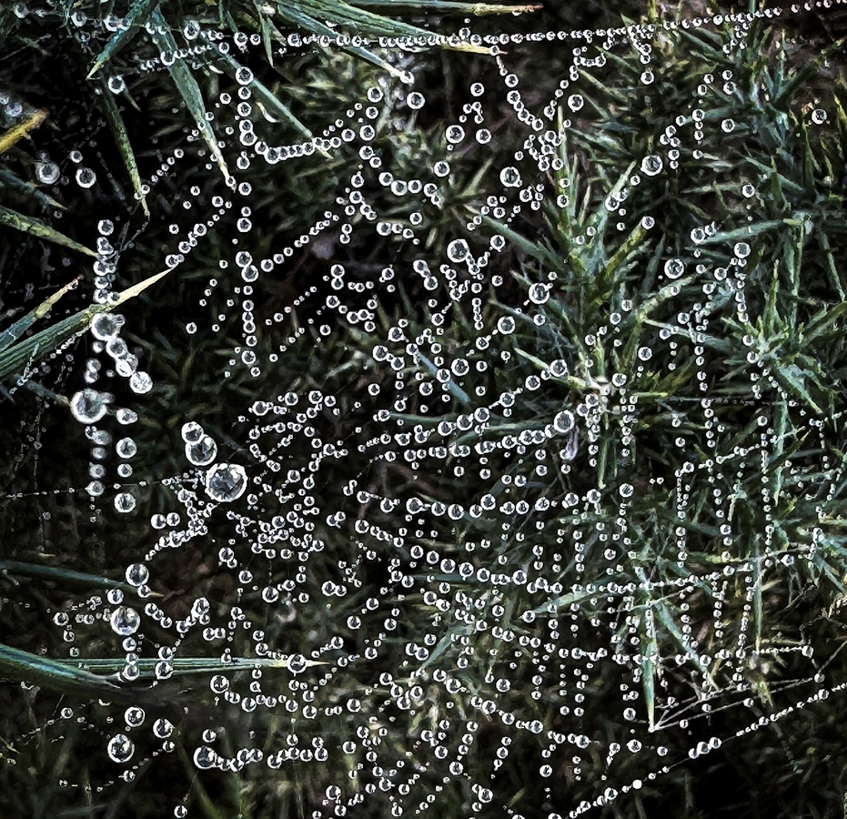 Water on Web - Ellen Bell